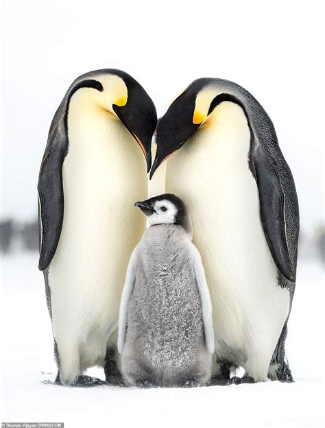 Photograph of emperor penguin family wins wildlife award - ReadSector