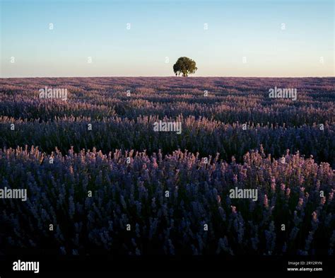 lavender fields in summer Stock Photo - Alamy