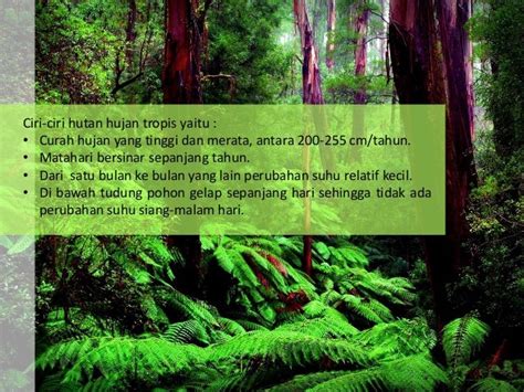 Contoh Kawasan Vegetasi Hutan Hujan Tropis – Berbagai Contoh