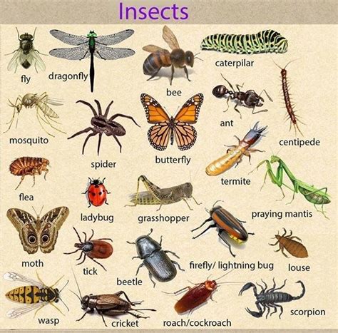 Insects | English vocabulary, Learn english vocabulary, English picture dictionary