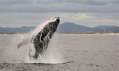 Nelson Bay 3 Hour Whale Watching Cruise - Book Now | Experience Oz