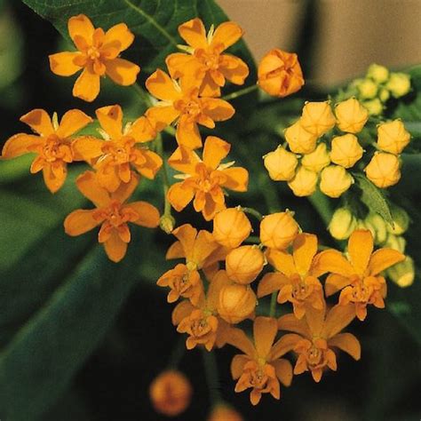 Butterfly Weed Seeds - Bloodflower Milkweed - Asclepias curassavica