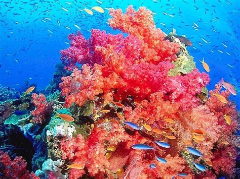 Stunning Coral Reef Photos | Coral reef pictures, Coral reef, Underwater wallpaper