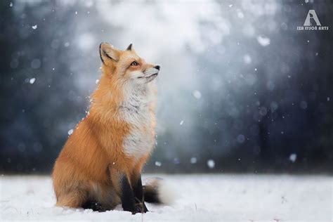 Curious Fox Strikes Up Unlikely Friendship With Polish Photographer – Design You Trust — Design ...