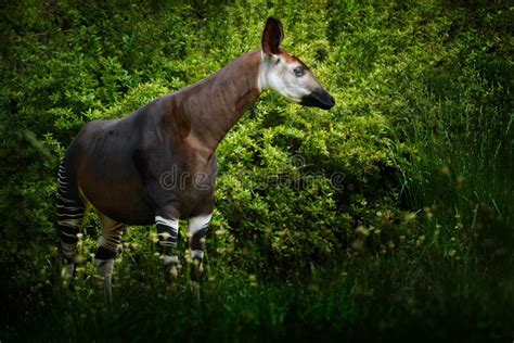 Okapi, Okapia Johnstoni, Brown Rare Forest Giraffe, in the Dark Green Forest Habitat. Big Animal ...