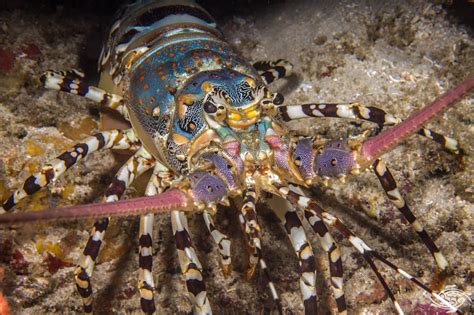 Ornate Spiny Lobster – Facts and Photographs | Seaunseen