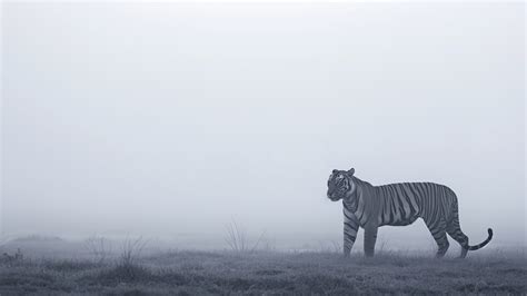 White tiger Wallpaper (Wildlife, Big cat) #10163