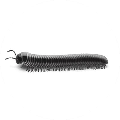 Millipede Diet: What Do Millipedes Eat? | Orkin