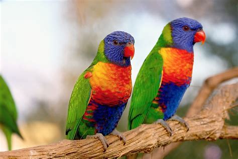 The Most Colorful Birds From Around The World - WorldAtlas.com