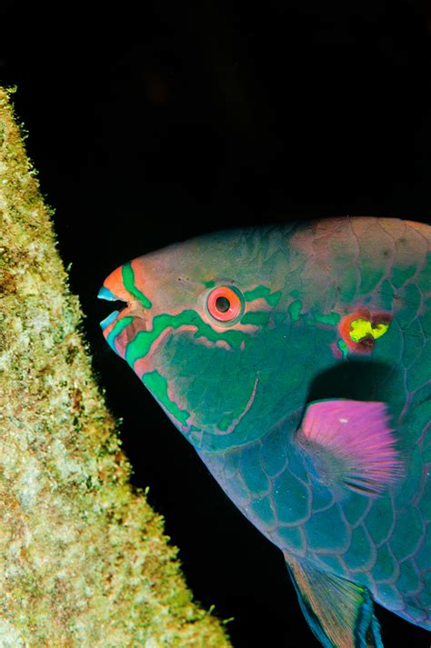 Parrotfish and Their Amazing Teeth