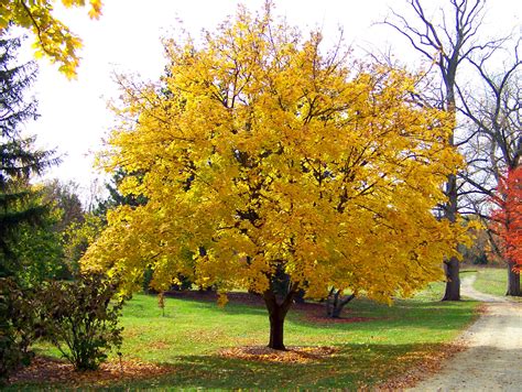 Yellow Maple Tree Free Stock Photo - Public Domain Pictures