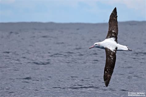 Adult male Tristan Albatross identified by our recent Pelagic Birding ...