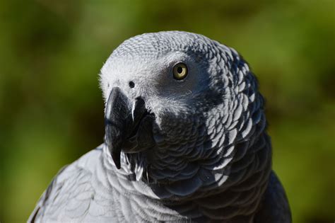 African Grey Parrot Wallpapers Backgrounds