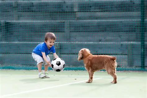 Dog Sees Statue Of Man Kicking Soccer Ball, Waits To Chase After It