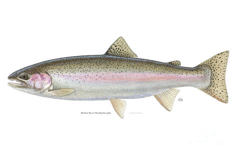 Rainbow Trout Painting by Emily Damstra - Fine Art America