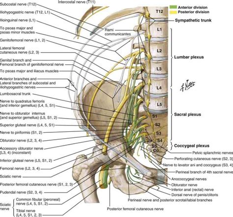 Anatomy of the Lumbopelvic Hip Complex | Musculoskeletal Key