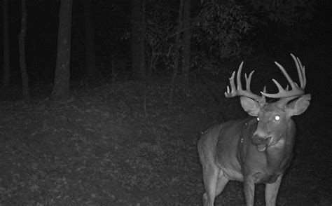 Trail Cam Locations for Increasing Buck Pics | Whitetail Habitat Solutions