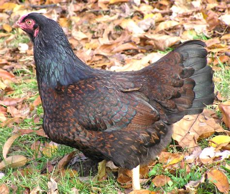 Cornish Chicken: Origin, Characteristics, Temperament