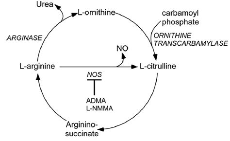 7 Pathways for nitric oxide production and arginine metabolism (Taken... | Download Scientific ...