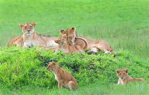 Lioness And 8 Cubs Pose For The Most Adorable Family Portrait | Bored Panda