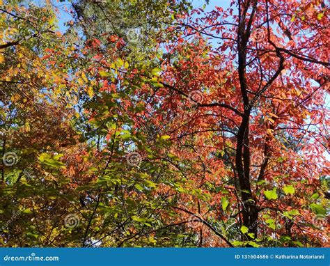 Brilliant Fall Colors - Appalachian Forest Autumn Foliage Stock Photo ...