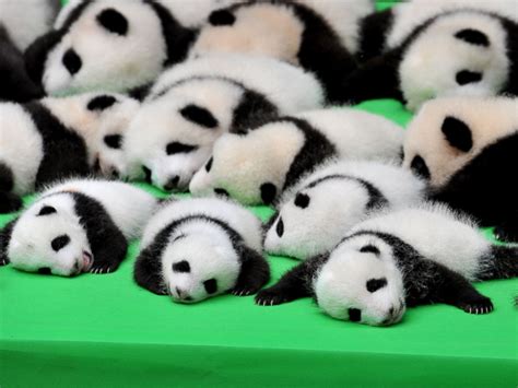 Silly Baby Panda Falls Flat on Its Face During Public Debut of 23 Giant Panda Cubs in China ...