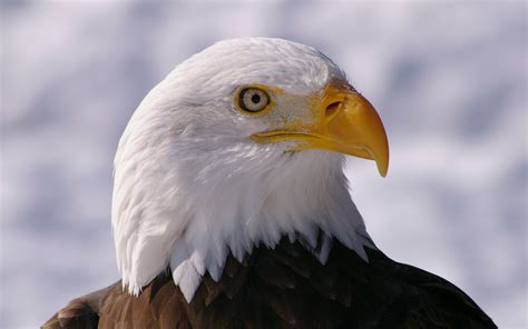 Eagle Eye Wallpapers - Wallpaper Cave