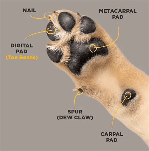 6 Things You Didn't Know About Dog Paw Anatomy – Furtropolis