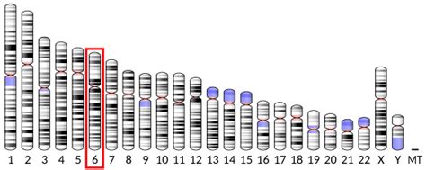 Melanin-concentrating hormone receptor 2 - Wikipedia