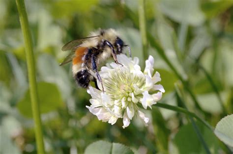 Bee Pollination Photograph by Lawrence Lawry - Fine Art America