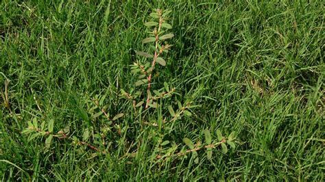 Spotted Spurge | NC State Extension