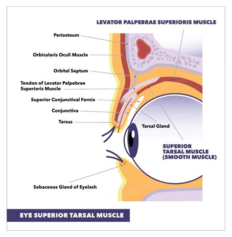 Superior Tarsal Muscle - Innervation, Function - Mobile Physio.