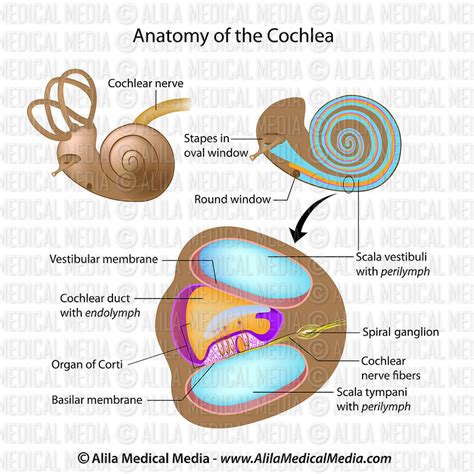 Alila Medical Media | Anatomy of the cochlea of human ear | Medical illustration