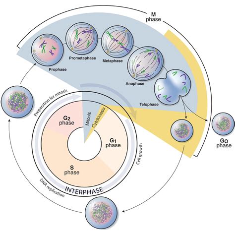 What Happens During Interphase Mitosis