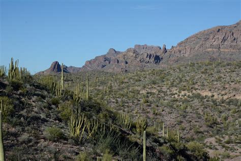 Organ Pipe National Monument