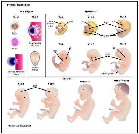 Embryonic and fetal development; Embryo and Fetal Development