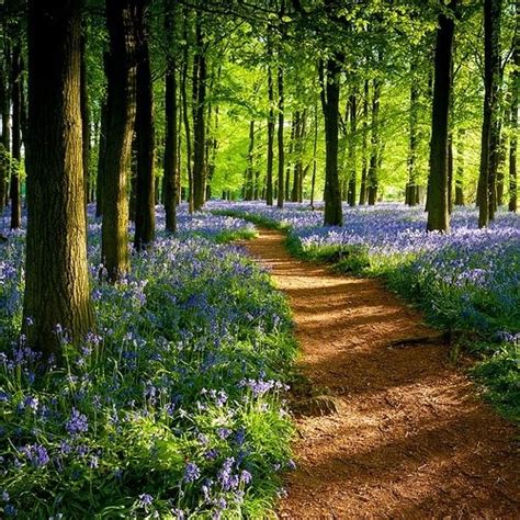 Forest Path | Garden Path & Beyond | Pinterest