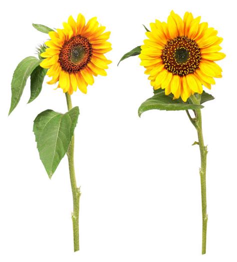 26,600+ Sunflower Stem Stock Photos, Pictures & Royalty-Free Images - iStock