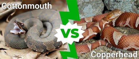 Cottonmouth and Copperhead Hybrids: Can it be Done? - IMP WORLD