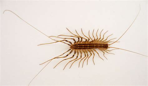 Centipedes - Key Facts, Information & Pictures