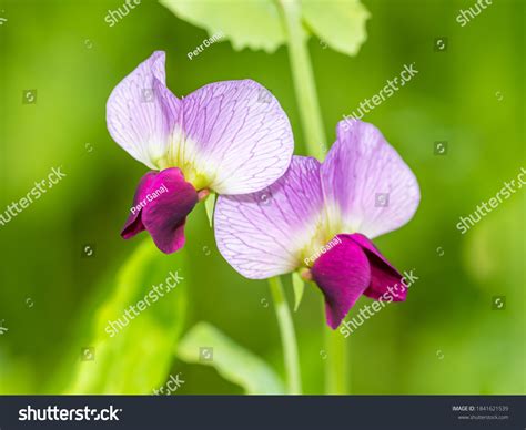 932 Pisum Sativum Flower Images, Stock Photos & Vectors | Shutterstock