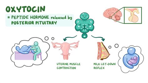 Oxytocin: Nursing pharmacology - Osmosis Video Library