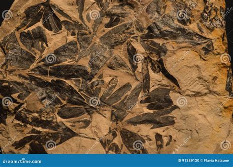 Fossil of leaves stock photo. Image of leaf, leaves, fuel - 91389130