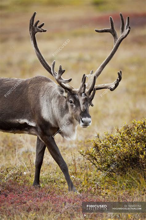 Beautiful bull elk with huge antlers at wild nature — landscape ...