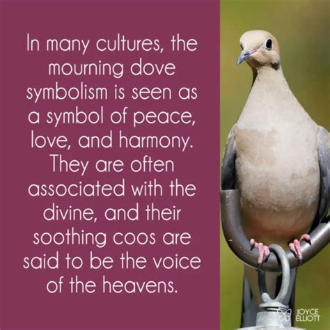 Mourning Dove Symbolism: 7 Powerful Symbols Of Life, Death, and Rebirth ...