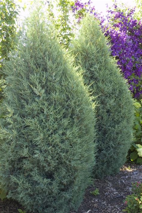 Juniper, Medora - A+ Garden Center | Duluth, Minnesota | Plants, Trees, Shrubs, Flowers, Annuals ...