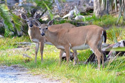 Nice nature hikes - Review of National Key Deer Refuge, Big Pine Key, FL - Tripadvisor