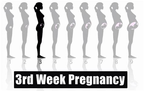 3rd Week Pregnancy: Symptoms, Baby Development And Body Changes