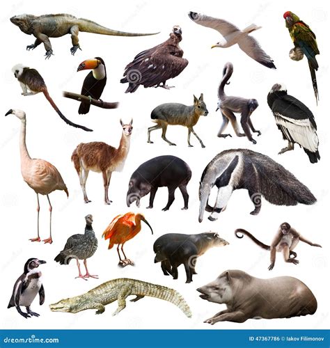 Set of Animals of South America Over White Background Stock Photo ...