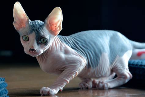 Sphynx Cat Breed Information and Their Facts